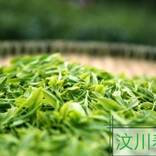 汶川县高山绿茶 汶川春茶高山茶甘露茶，好茶来自高山