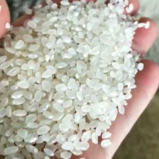 富裕县籼米 一等品 早稻 籼米