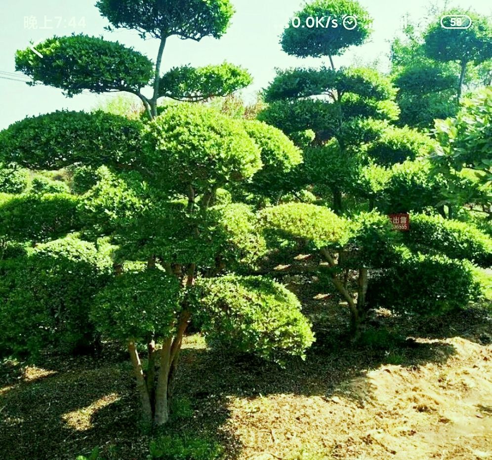  小叶女贞造型，云片10个左右，多年的精品造型苗木，自产自销！