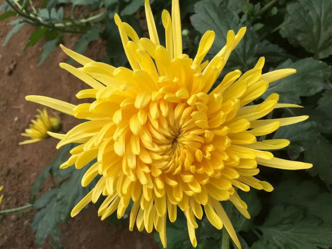  菊花茶，金丝黄菊，大别山农家自产自销，