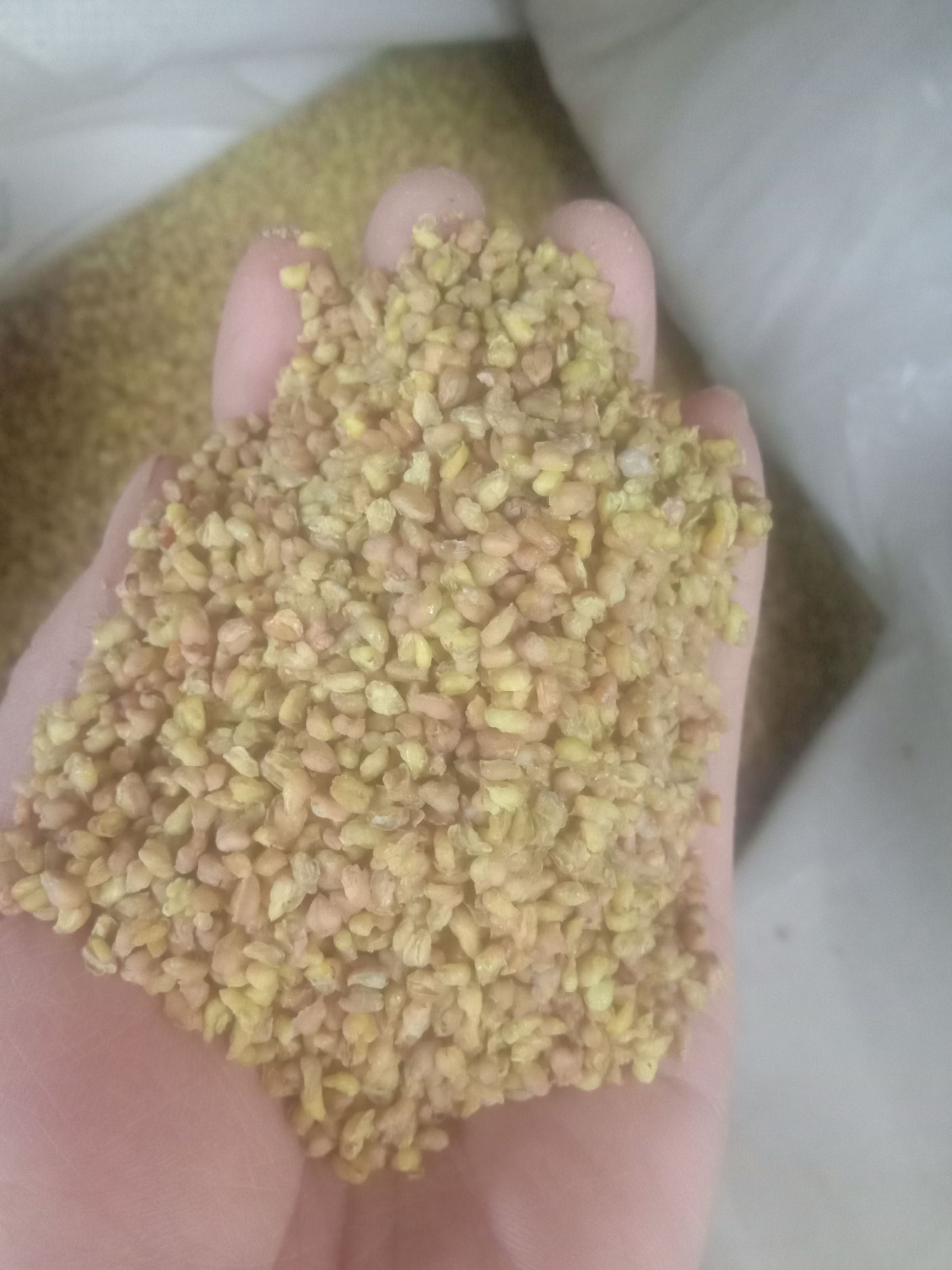 蕎麥茶   苦蕎，批發(fā)苦蕎茶，無雜質(zhì)！