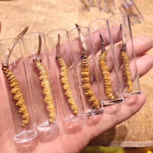 成都 新鲜冬虫夏草，不可错过的山之宝。