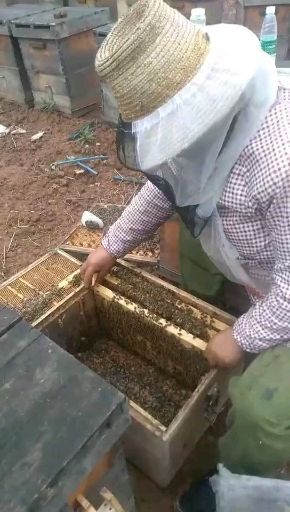 邛崃市 天然蜂蜜，家养的！