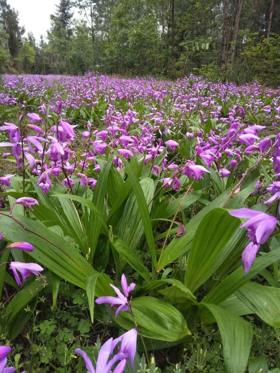 紫花白芨苗 恩施大山深山沟宽叶紫花三叉白芨、白及种子、种茎、种苗干货成品