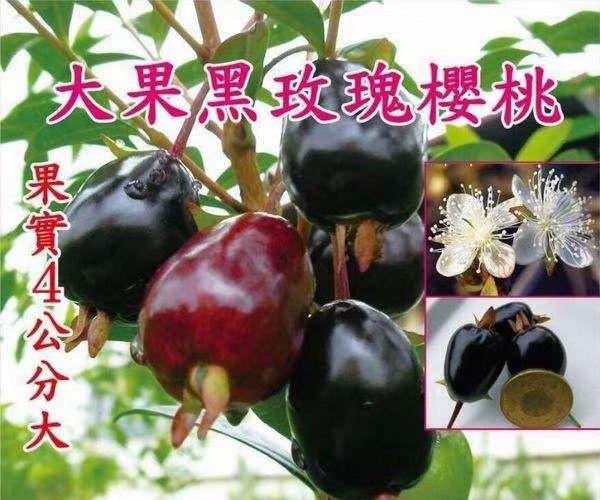 灵山县黑玫瑰樱桃巴西樱桃红妃樱桃苗树形非常好看，适合阳台庭院种植！