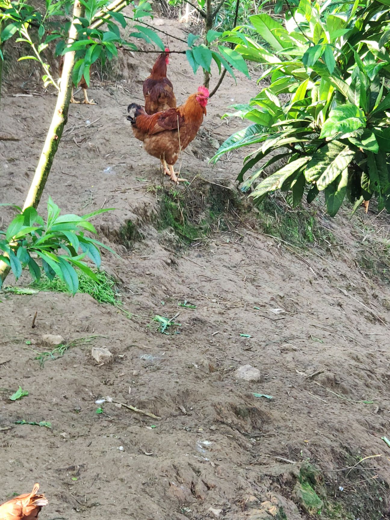 九斤黄鸡种蛋 九斤红玉鸡种蛋，散养鸡