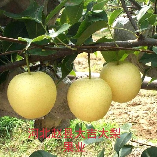赵县水晶梨  皇冠42＃托盘装箱