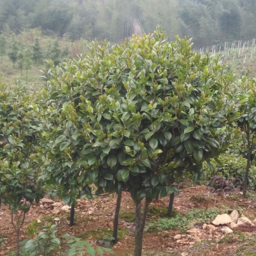 灵川县 赤丹茶花易成活价格便宜