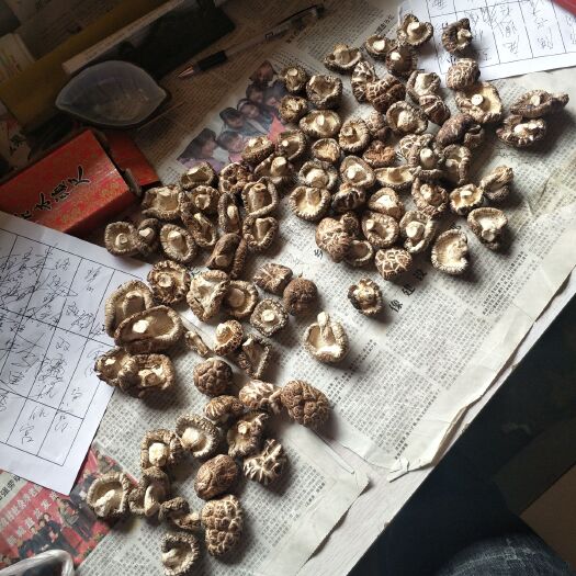 宁强县 锻炼香菇大量出售