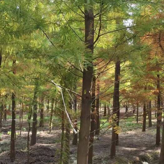 南县 118中山杉 树型好，量大优惠，欢迎来电