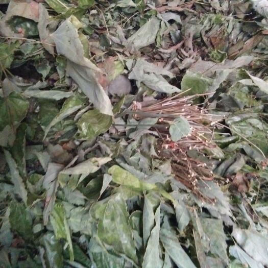 大邑县短角淫羊藿  淫羊霍无根