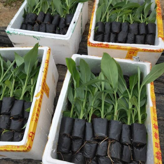 南宁金粉一号香蕉苗  广西农科院制种香蕉苗、粉蕉苗、西贡蕉苗，广粉蕉苗、苹果粉蕉苗