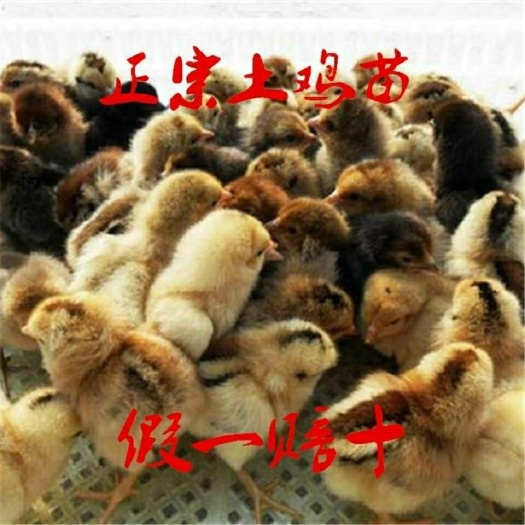 淮安 活体土鸡苗青脚麻鸡三黄鸡苗肉鸡纯种五黑鸡苗