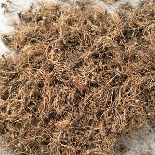 博白县地胆草  新鲜地胆头批发零售