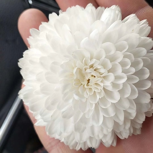 亳州延命乐菊花苗 大板菊七月菊
