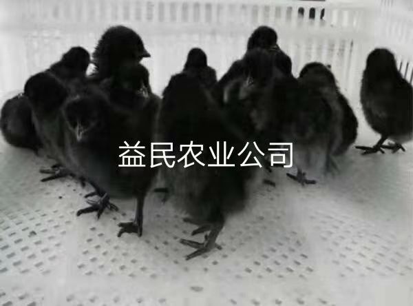 衡阳 五黑乌鸡苗