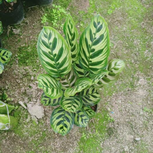 漳平市孔雀竹芋 精品孔雀竹竽  基地直销