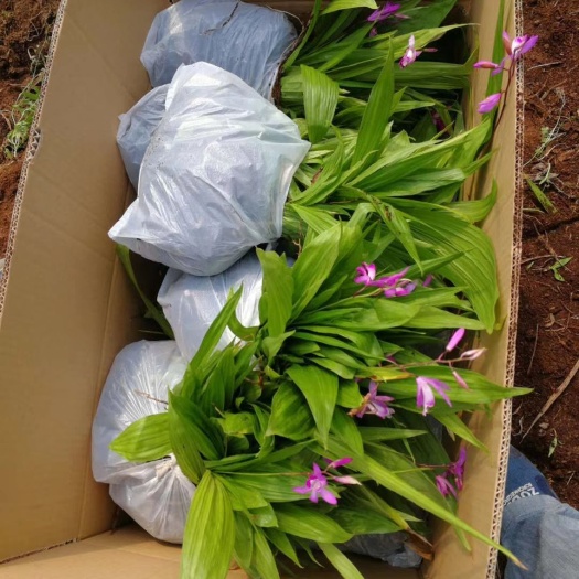 达州 白芨苗