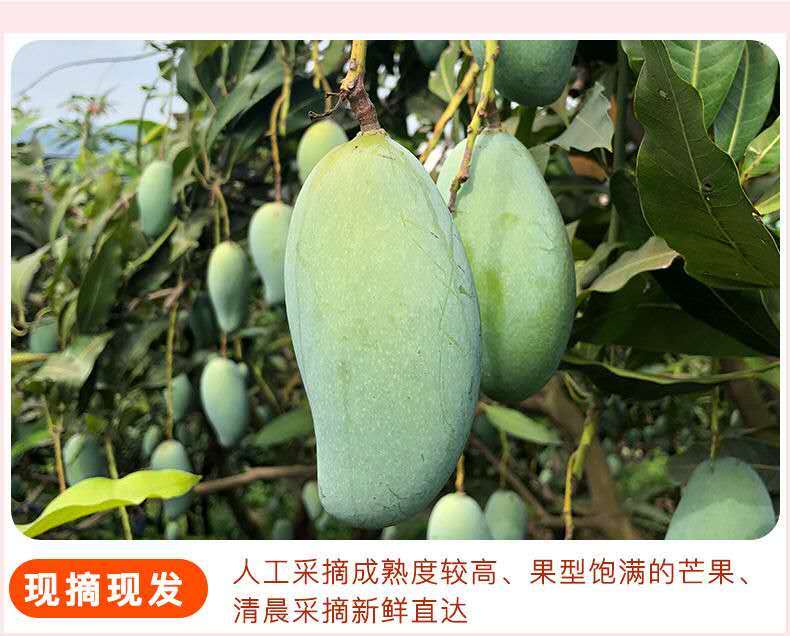 海南当季大金煌芒水仙芒果甜心芒新鲜热带水果大青芒整箱批发包邮
