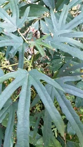 三江县五指毛桃  五指-七指毛桃
