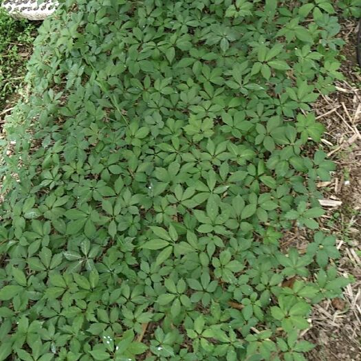 宣恩县竹节参种子  大叶竹节参，成活率高，生长快，包技术