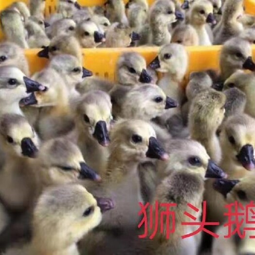 兴城市狮头鹅苗 正宗狮头鹅包邮包路损。疫苗打完