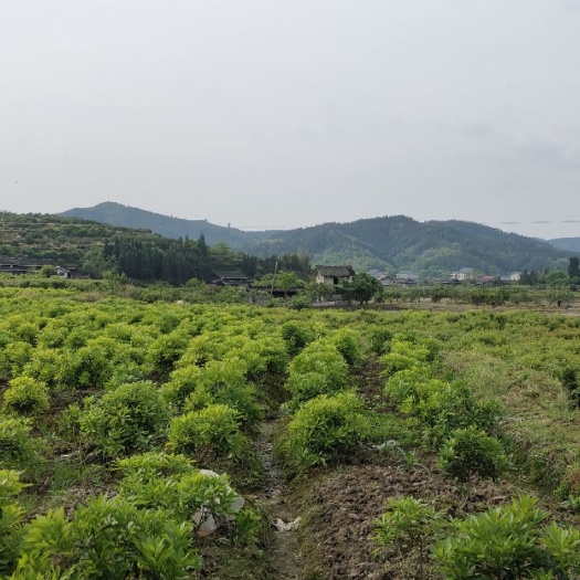 靖州县杨梅树 各类品种杨梅苗，大小规格，精品造型都有，数量大