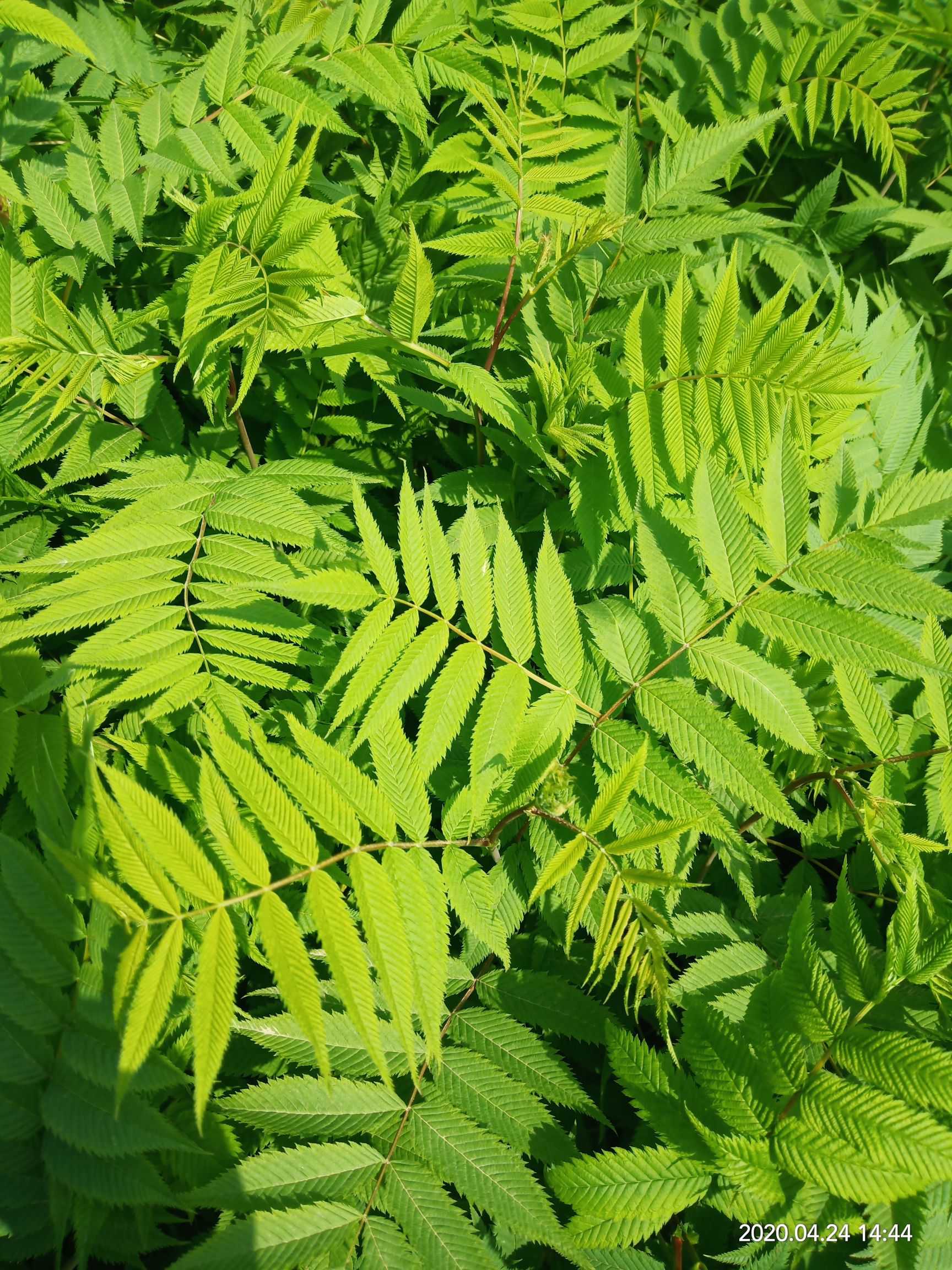 陕西珍珠梅杯苗大量批发 周至珍珠梅产地直销