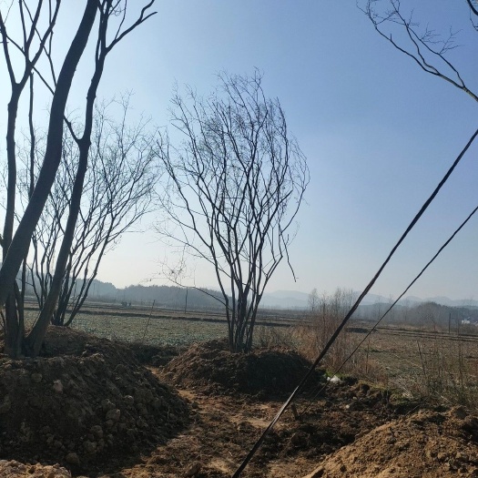 随县丛生朴树