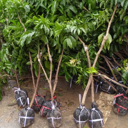 北流市金煌芒果苗 现货果苗供应果苗带土带叶发货一件代发