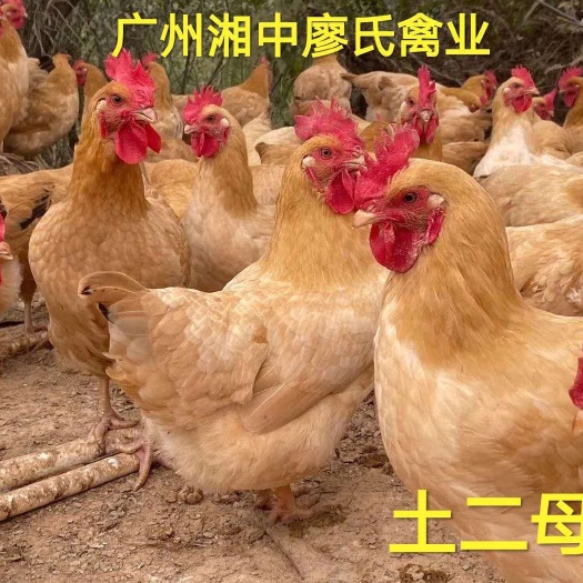 广州土鸡苗 公