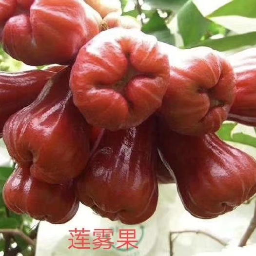 灵山县 黑金刚莲雾苗