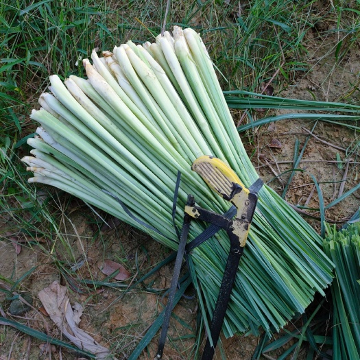 香茅，泰国品种产地直销。泰国冬阴功汤调味料