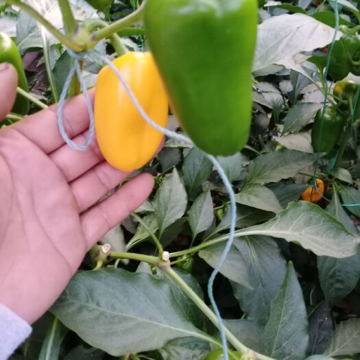 寿光市水果辣椒 精品水果椒