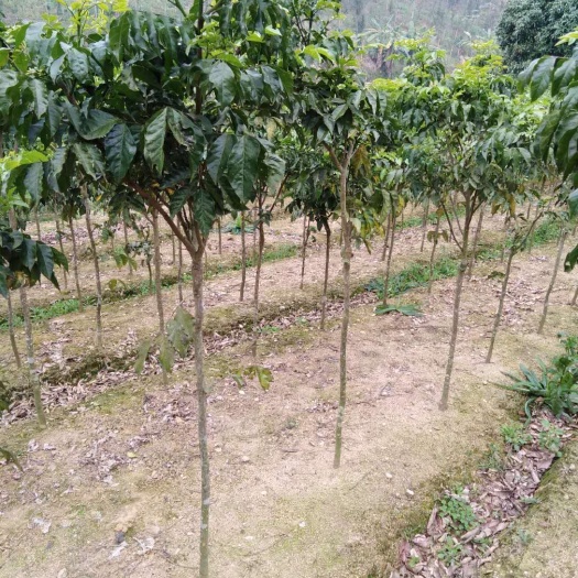 灵山县黑黄皮果苗 可作风景树的黄皮树，三年以上树龄，大量现货，欢迎各位老板下单