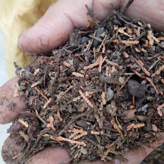 平邑县有机肥料 我的花肥来自南山松树下，天然，纯手工收集。