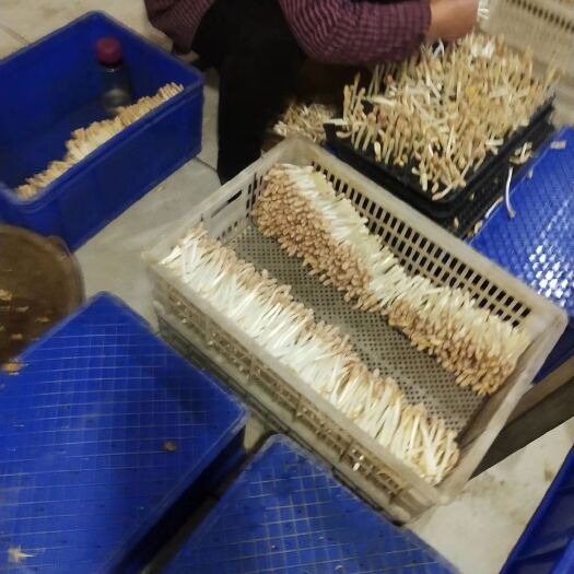 花生芽  优质的服务换的客户的信任