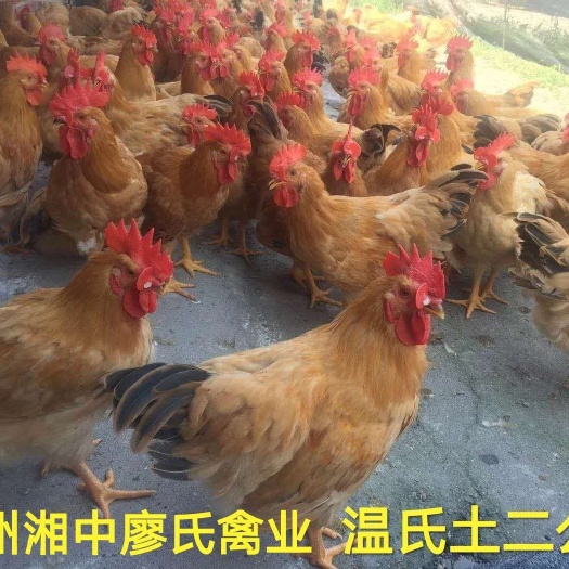 广州土鸡苗 公