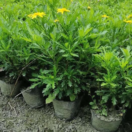 成都木春菊苗 木春菊，漂亮哦全是花，