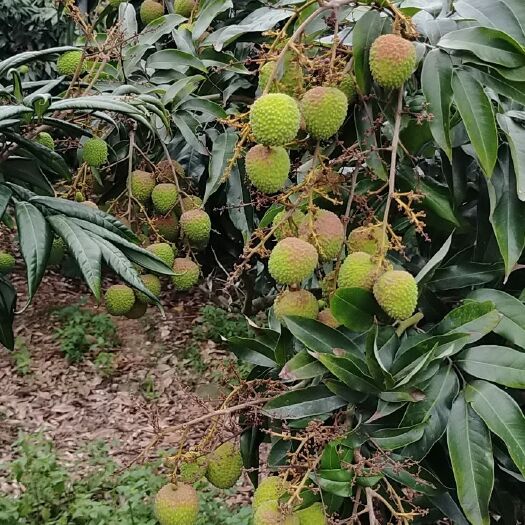 琼海市妃子笑荔枝 妃子笑马上上市了有需要的老板可以联系我