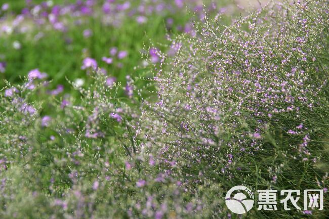 百日草种子 香草种子 情人草  室内阳台庭院盆栽花四季易种见土就活