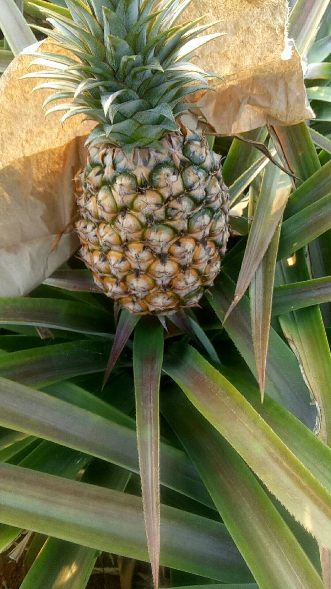 海南菠蘿 海南金鑽17號鳳梨,裂口果8毛錢一斤