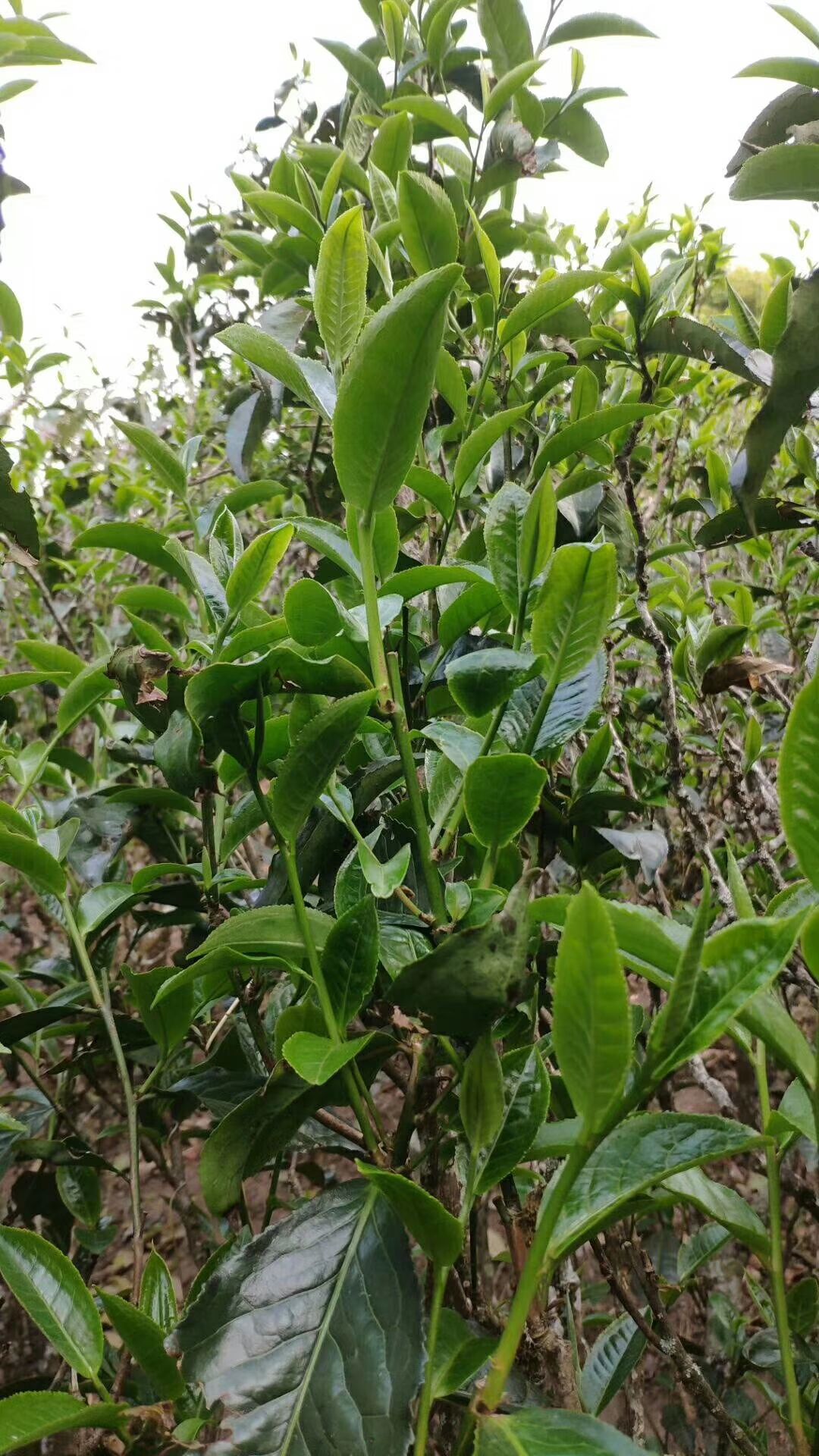 古树茶照片高清图片图片