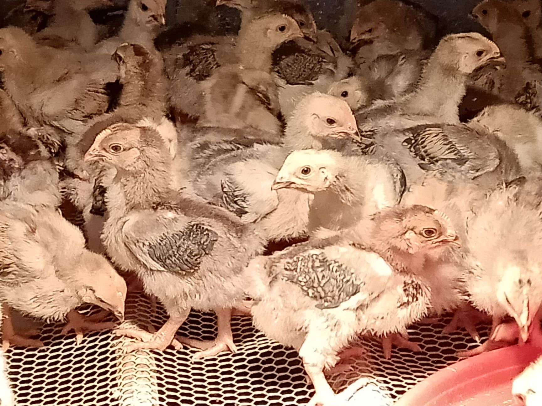  长期出售脱温K 9鸡苗【阎鸡】,品质保证，价格合理！
