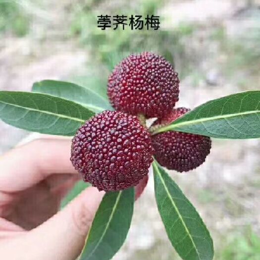 仙居县 仙居荸荠杨梅