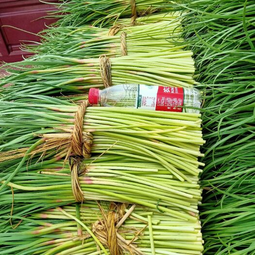 邳州市 邳州红帽蒜苔大量上市