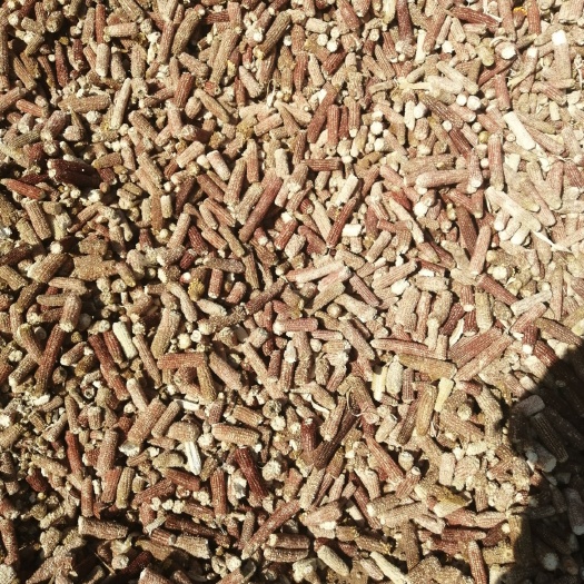 长子县 玉米芯，纯干货，刚脱粒的玉米。现货供应（山西省长治市）