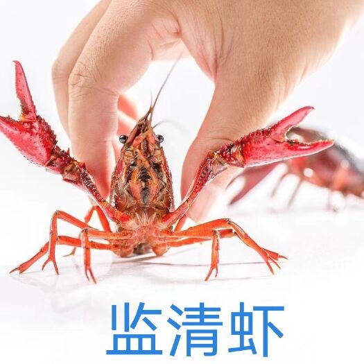 监利市青壳小龙虾 监清虾，还有各大老板长期合作，量大专车物流