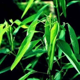 百日草种子 香草种子 情人草  室内阳台庭院盆栽花四季易种见土就活