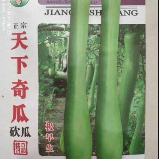 沭阳县砍瓜种子  砍瓜